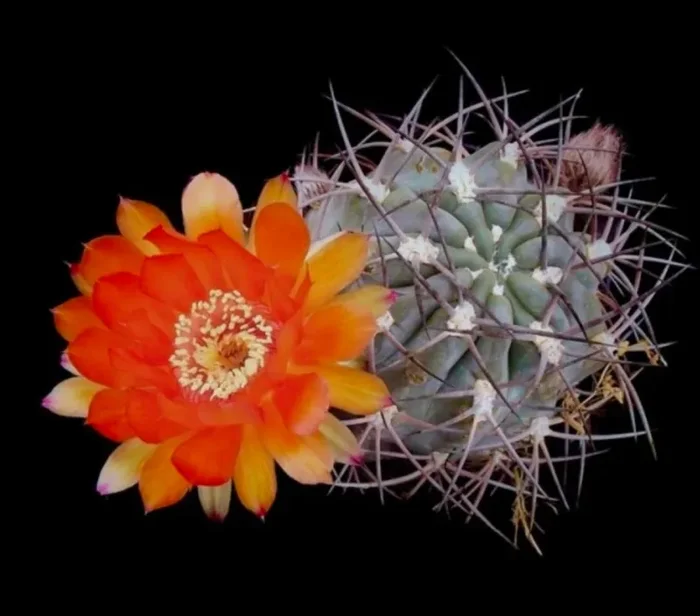 Acanthocalycium ferrari SEMI In saldo