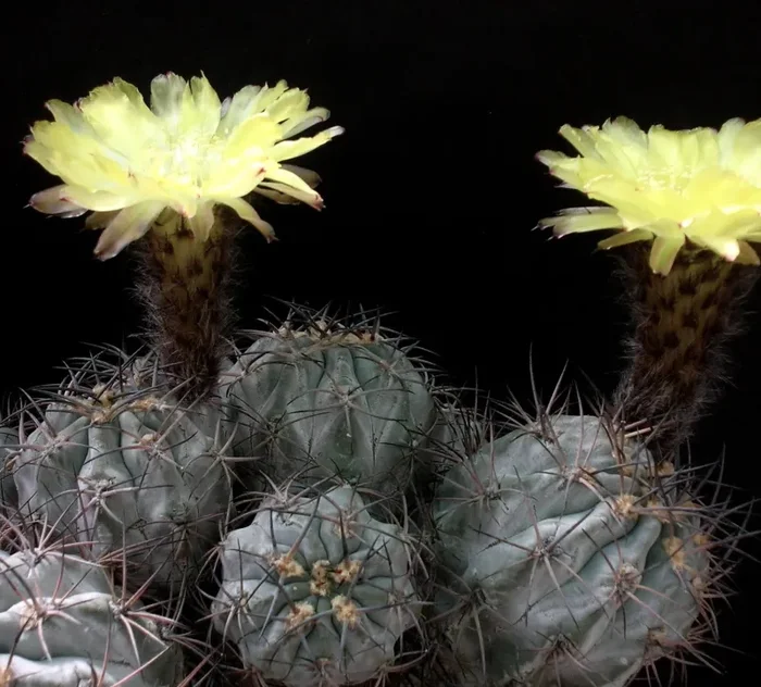 Acanthocalycium glaucum WR872 SEMI