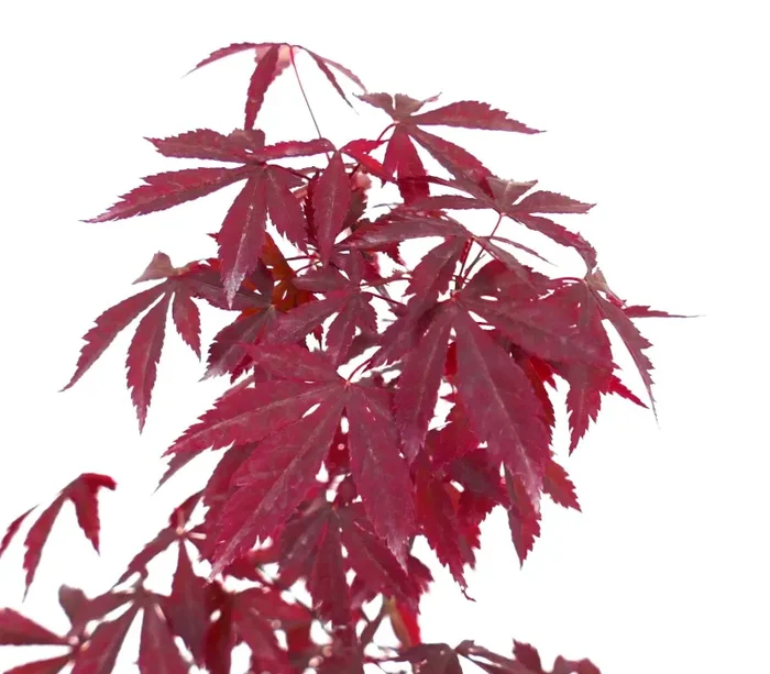 Acer palmatum cv DESHOJO