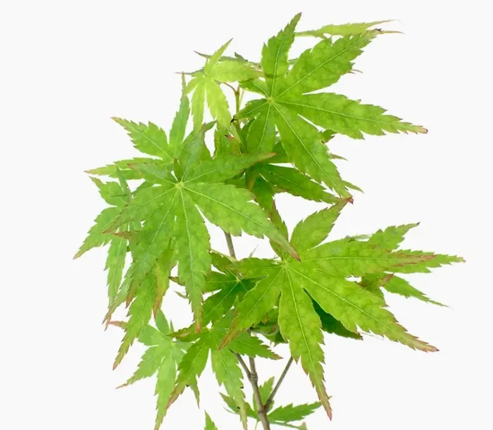 Acer palmatum polymorphum cv “VIRIDIS”