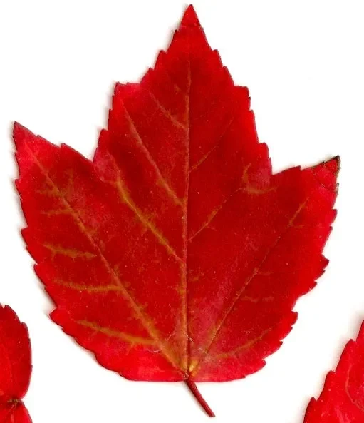 Acer rubrum cv “BRANDYWINE”