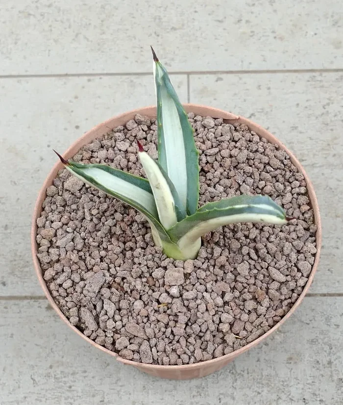 Agave americana mediopicta-alba WHITE VARIEGATED 2014 Vendita online
