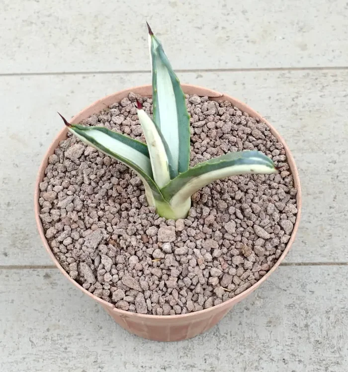 Agave americana mediopicta-alba WHITE VARIEGATED 2014 Vendita online - immagine 2