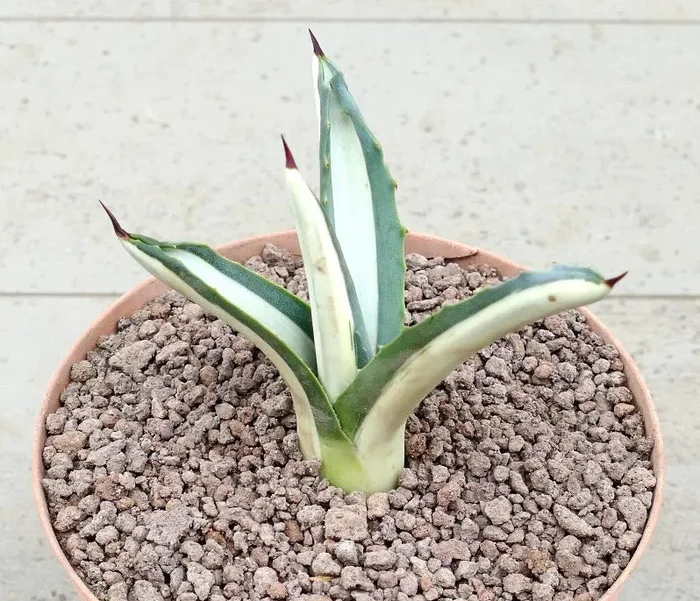 Agave americana mediopicta-alba WHITE VARIEGATED 2014 Vendita online - immagine 3