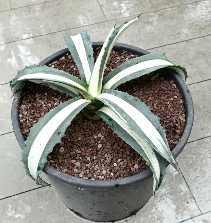 Agave americana MEDIOPICTA ALBA WHITE VARIEGATED 37cm