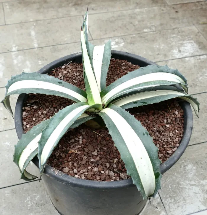 Agave americana MEDIOPICTA ALBA WHITE VARIEGATED 37cm - immagine 2