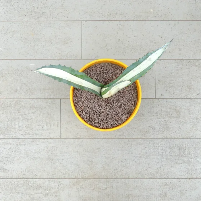 Agave americana mediopicta-alba WHITE VARIEGATED RR93