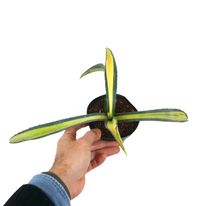 Agave americana MEDIOPICTA YELLOW VARIEGATA 184M