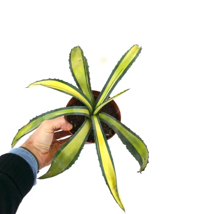 Agave americana MEDIOPICTA YELLOW VARIEGATA 40 Saldi