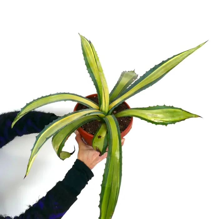 Agave americana MEDIOPICTA YELLOW VARIEGATA P913