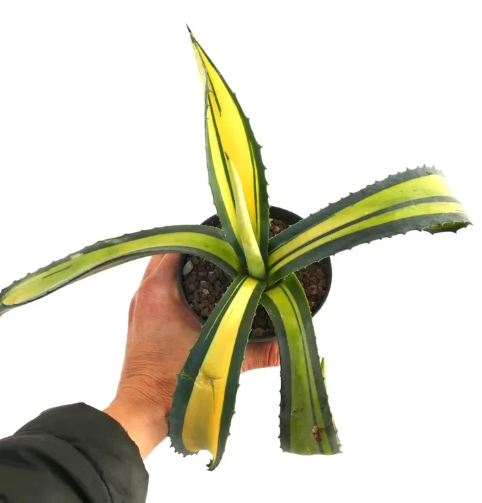 Agave americana MEDIOPICTA YELLOW VARIEGATA SRK