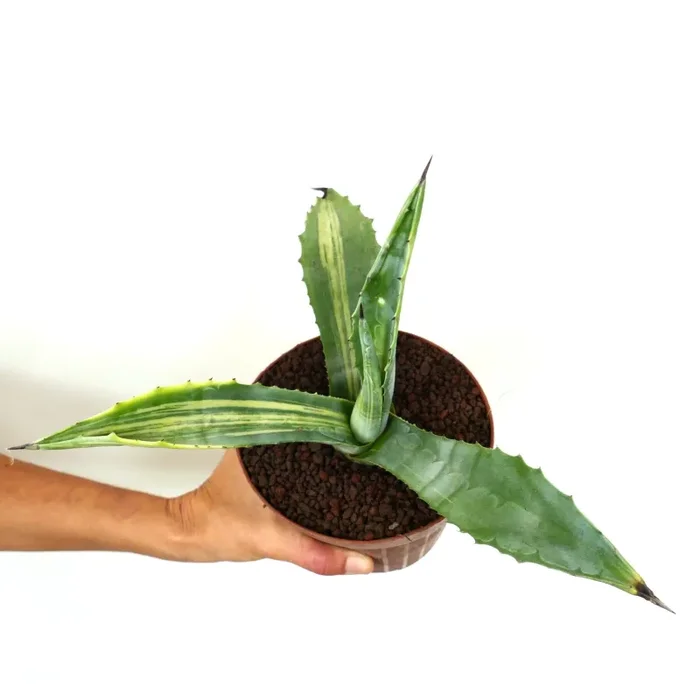 Agave americana STRIATA VARIEGATED