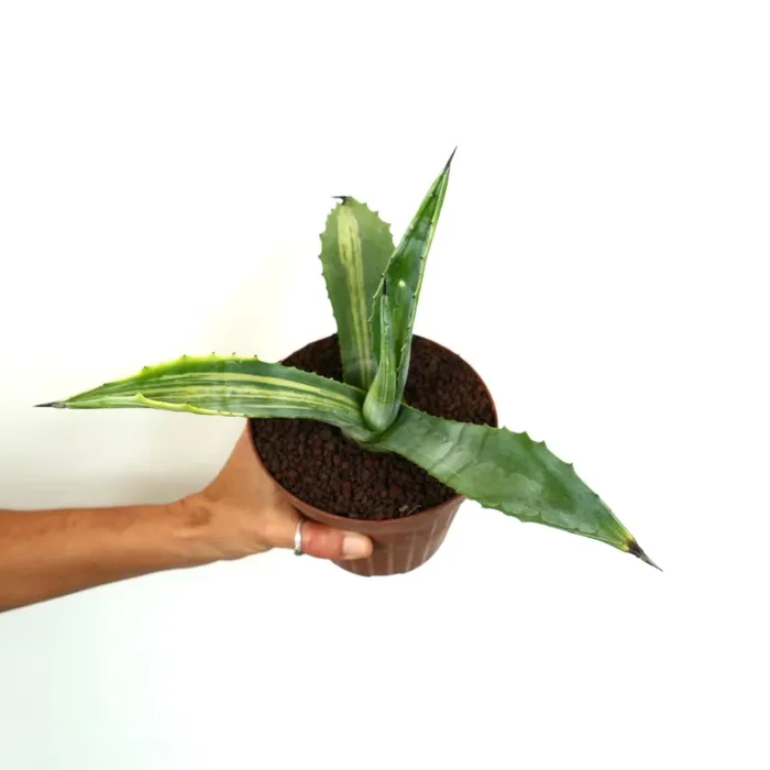 Agave americana STRIATA VARIEGATED - immagine 2