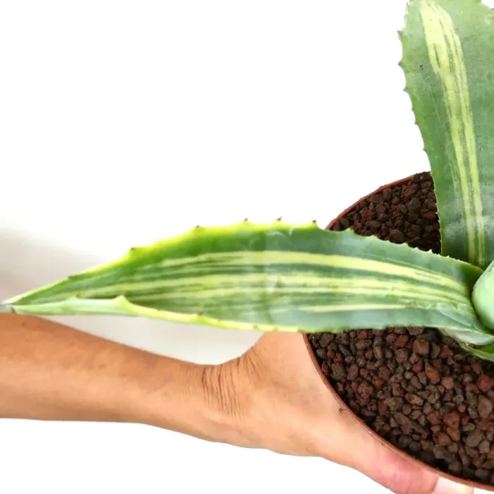 Agave americana STRIATA VARIEGATED - immagine 3