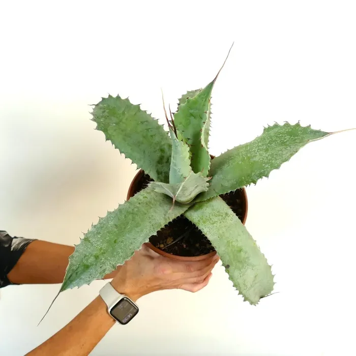 Agave americana X Agave ferox X Agave eborispina - immagine 3