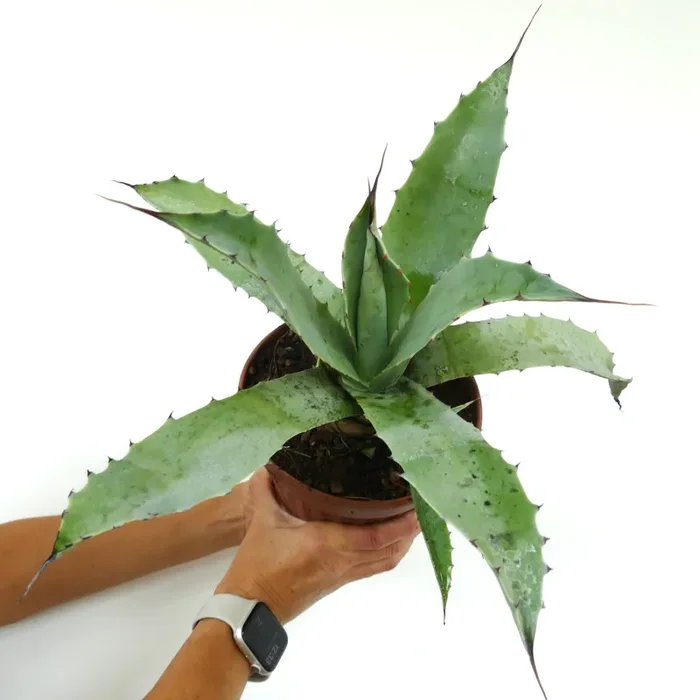 Agave americana X angustifolia