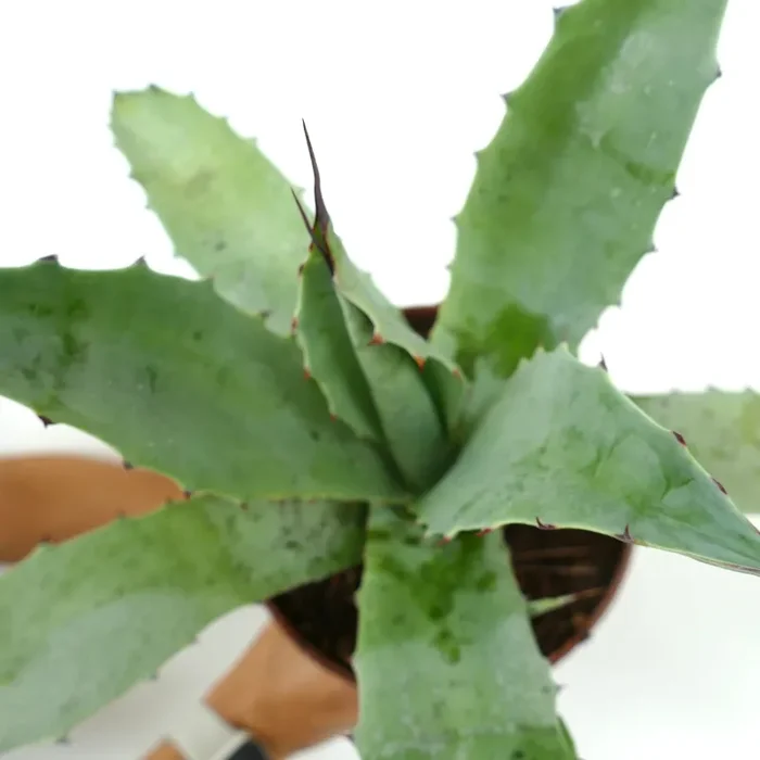 Agave americana X angustifolia - immagine 2