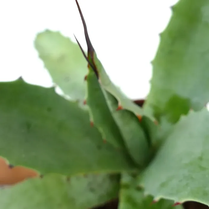 Agave americana X angustifolia - immagine 3