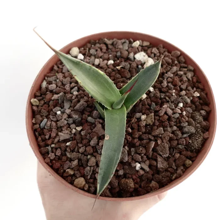 Agave asperrima subsp. potosiensis VARIEGATA 008 - immagine 2