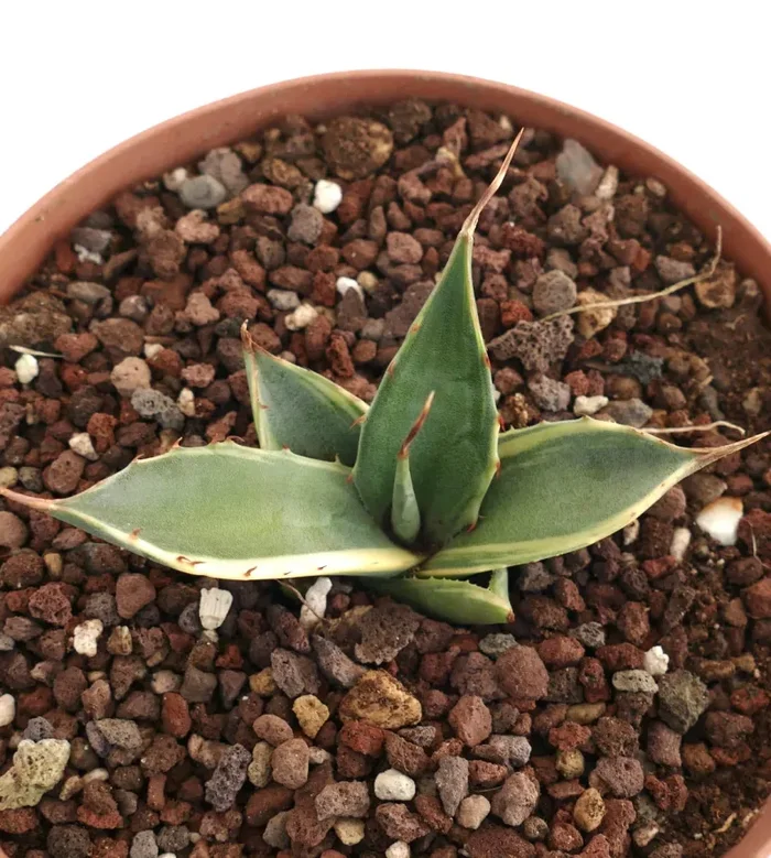 Agave asperrima VARIEGATED