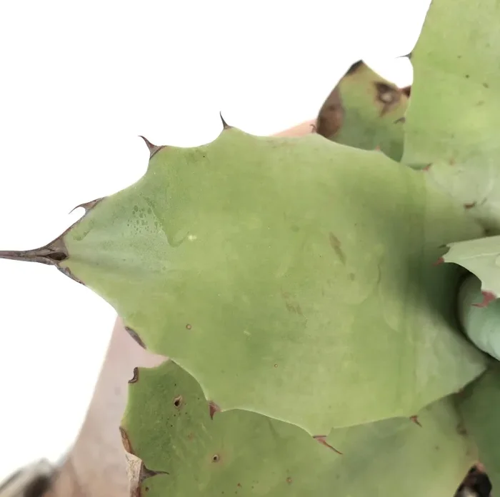 Agave bovicornuta X Agave parryi (Mr Corsi) 37ML - immagine 2