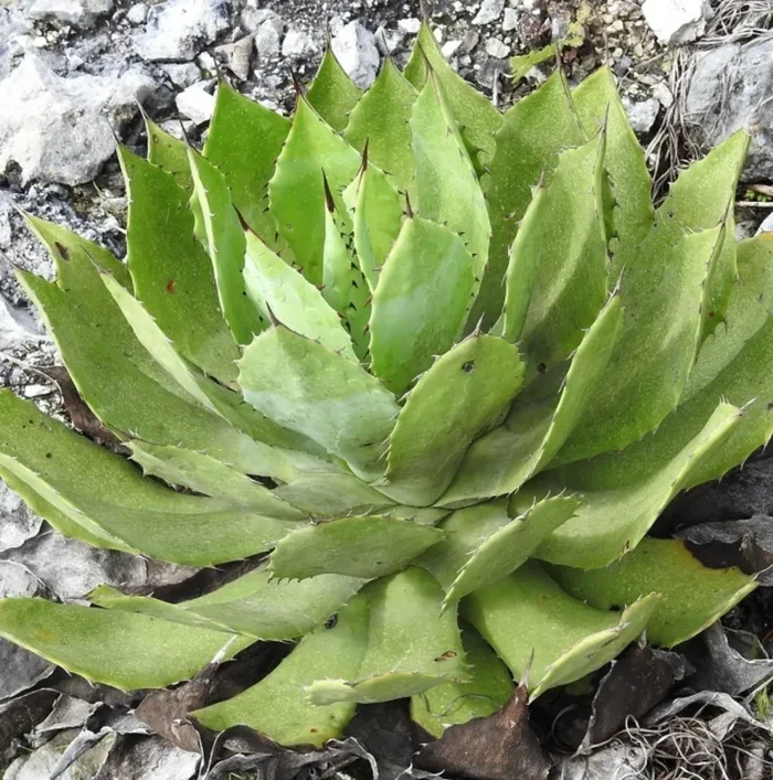 Agave chiapensis