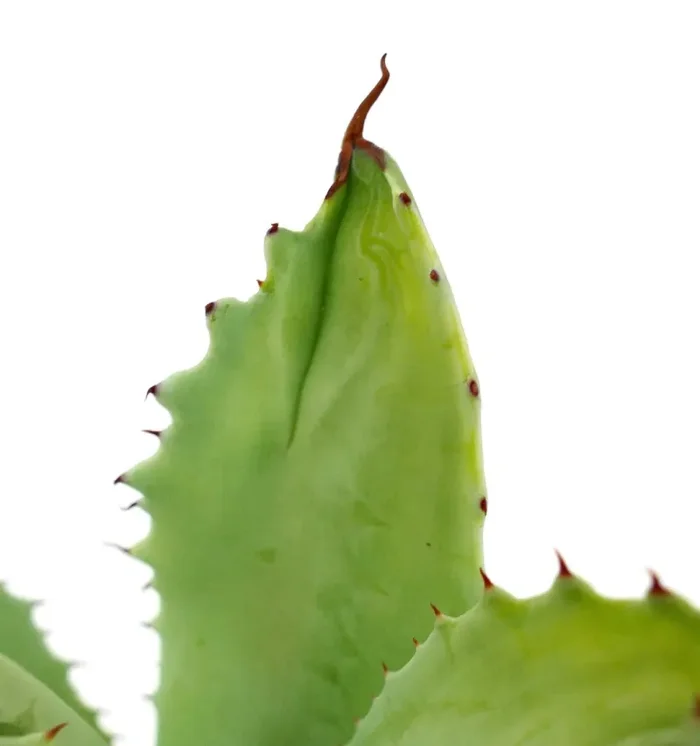 Agave eborispina x marmorata MONSTRUOSUS (Mr. Corsi) HYBRID WR731 Sconti