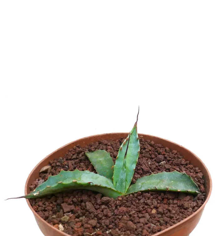 Agave erborispina X parrasana SPU14