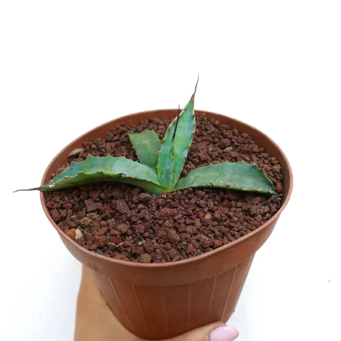 Agave erborispina X parrasana SPU14 - immagine 2