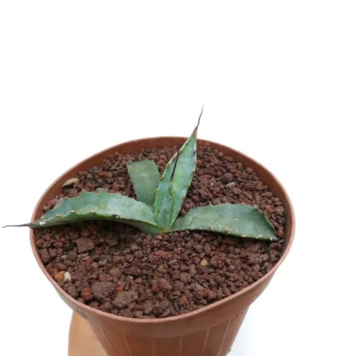 Agave erborispina X parrasana SPU14 - immagine 3