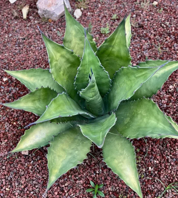 Agave ferox clone OLYMPIA (ex Van Dyck, Netherlands) 14cm