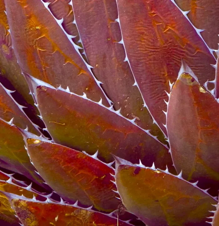 Agave horrida var perotensis SEMI