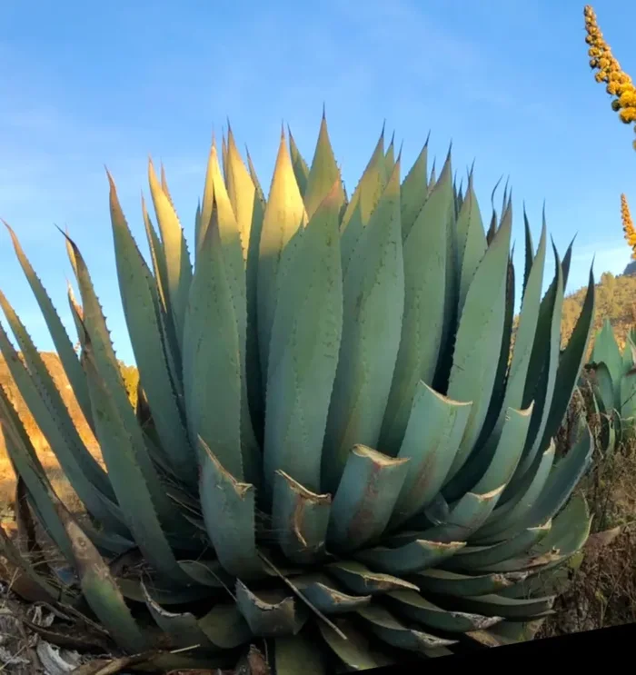 Agave hurteri SEMI