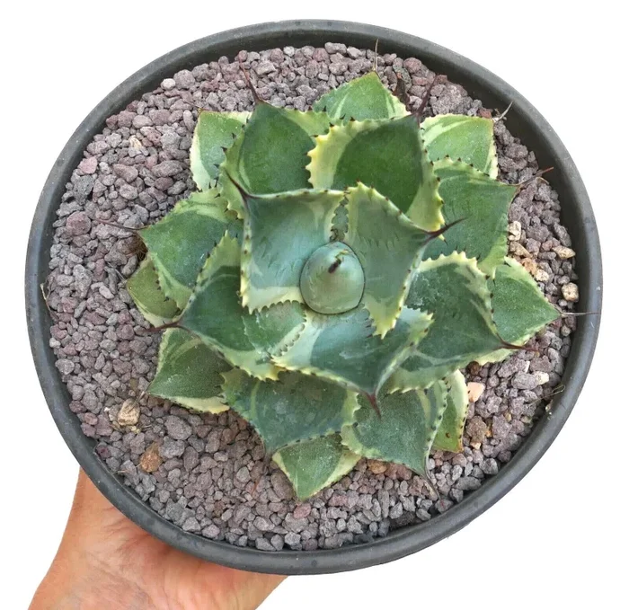 Agave isthmensis cv DELAWARE variegated ex NCS U.S.A. AU72 Fornitura