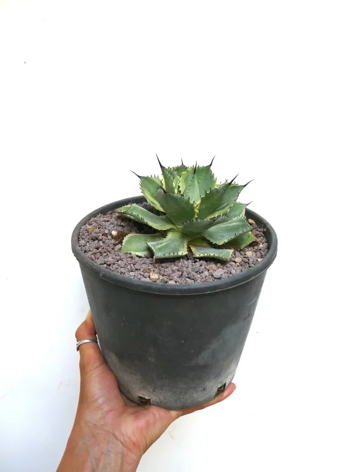 Agave isthmensis cv DELAWARE variegated ex NCS U.S.A. AU72 Fornitura - immagine 2