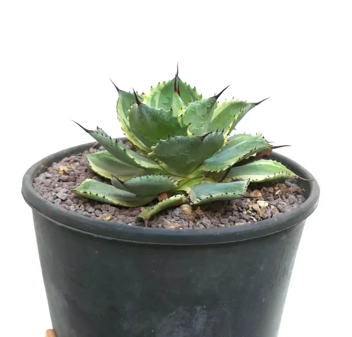 Agave isthmensis cv DELAWARE variegated ex NCS U.S.A. AU72 Fornitura - immagine 3