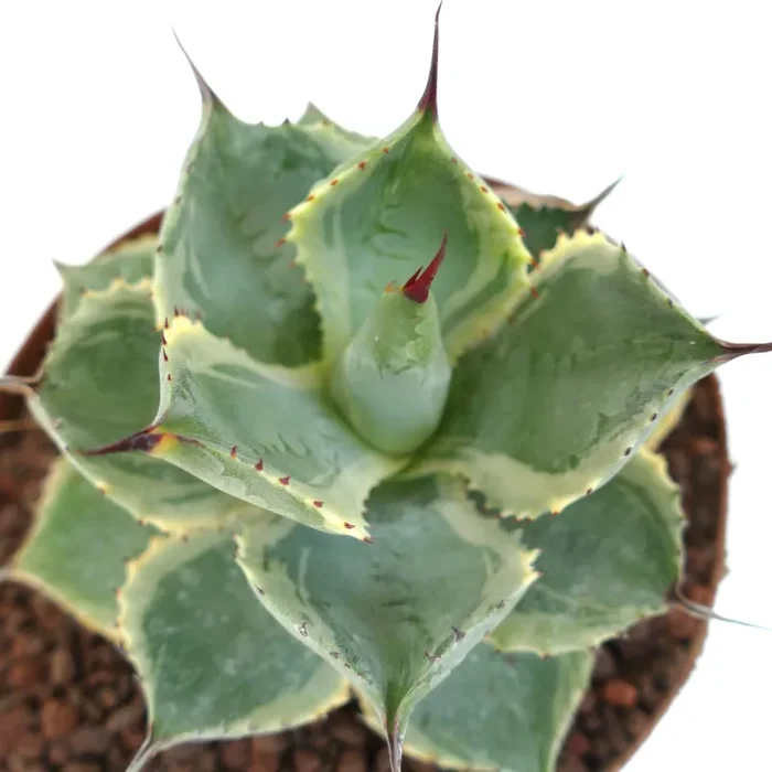 Agave isthmensis cv DELAWARE variegated ex NCS U.S.A.