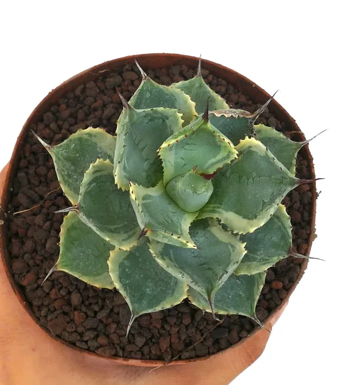 Agave isthmensis cv DELAWARE variegated ex NCS U.S.A. - immagine 2