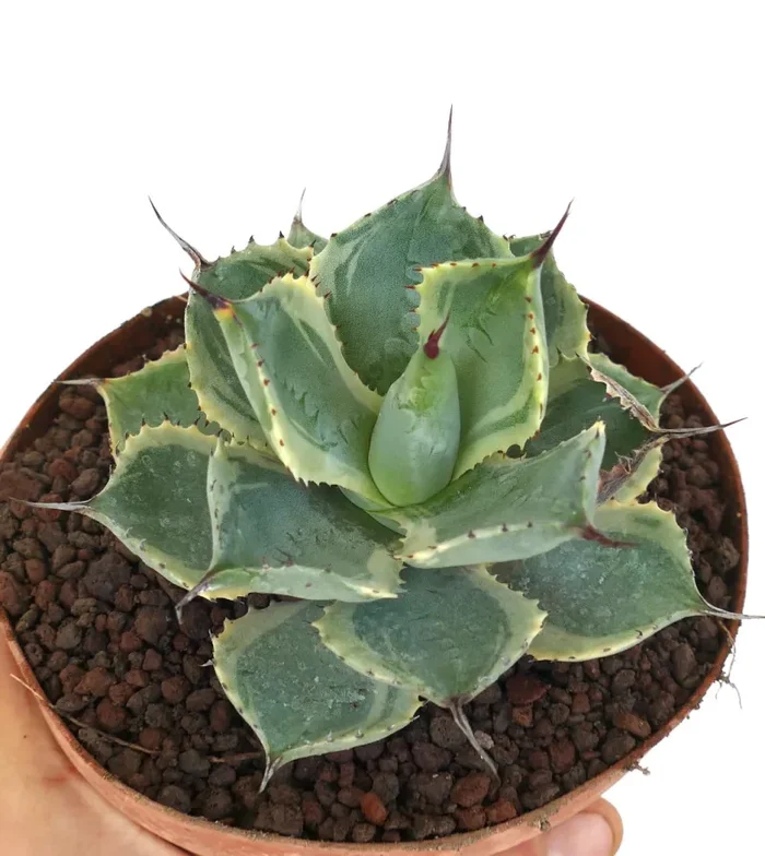 Agave isthmensis cv DELAWARE variegated ex NCS U.S.A. - immagine 3