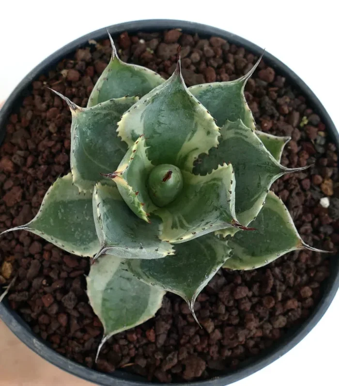 Agave isthmensis cv DELAWARE variegated ex NCS U.S.A.