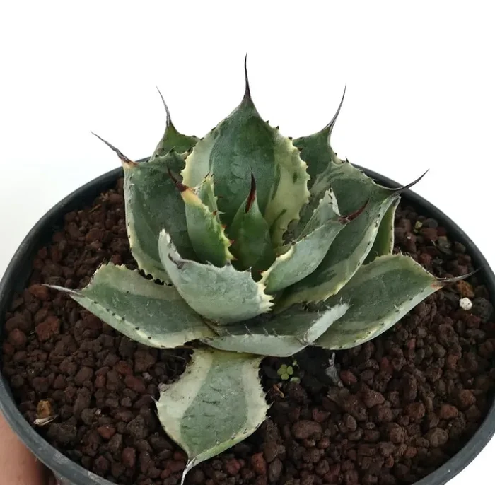 Agave isthmensis cv DELAWARE variegated ex NCS U.S.A. - immagine 2