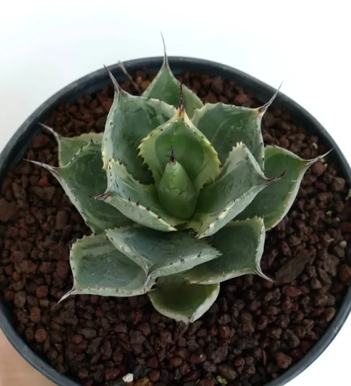 Agave isthmensis cv DELAWARE variegated ex NCS U.S.A. - immagine 3