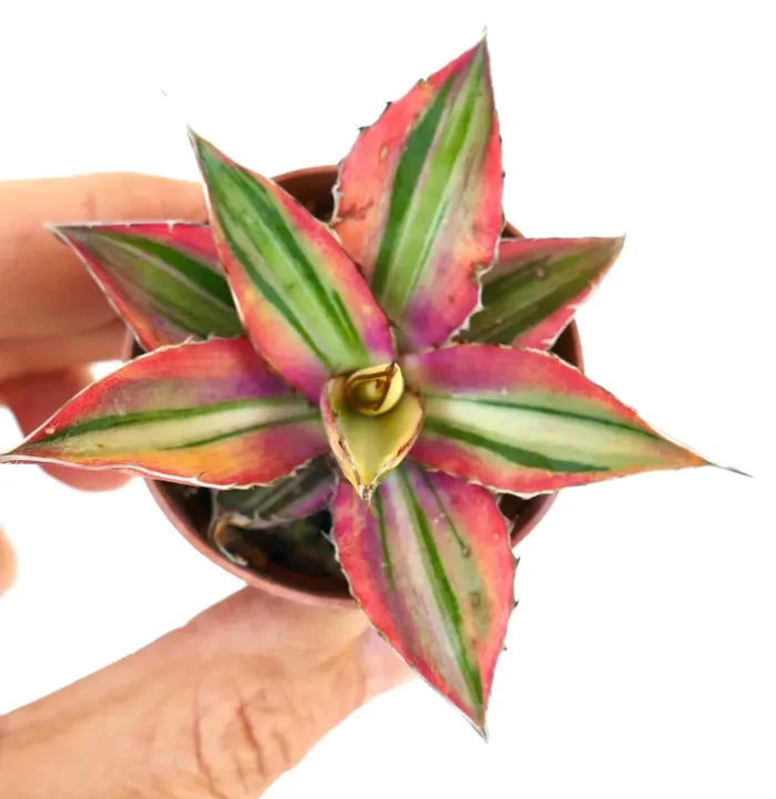 Agave lophantha “quadricolor” purple clone SELECTED H9S