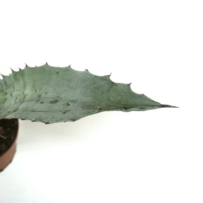 Agave marmorata - immagine 3