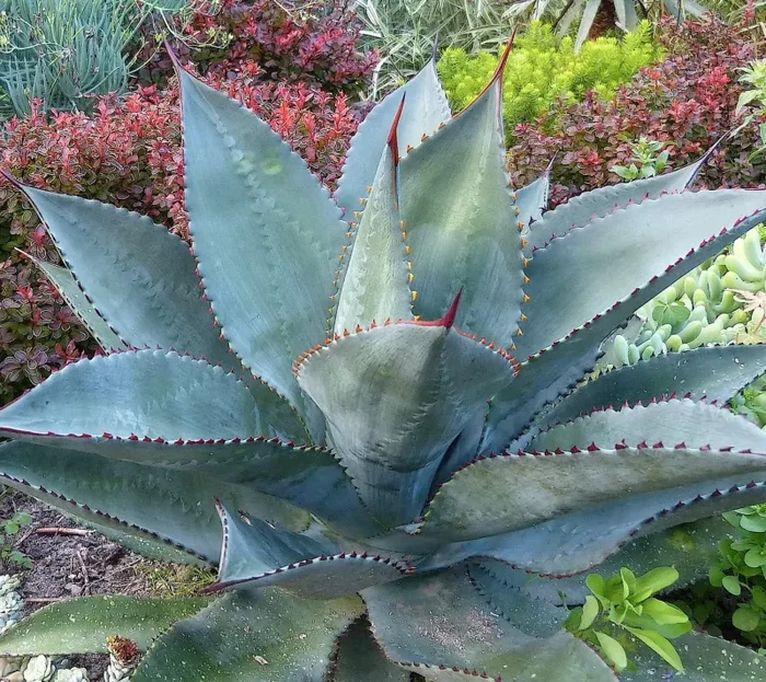 Agave obscura SEMI Vendita online