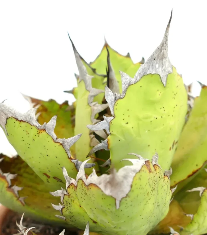 Agave oteroi WILD CLONE Online