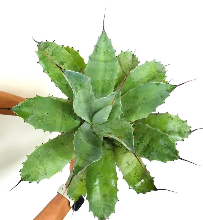 Agave ovatifolia X Agave asperrima subsp. potosiensis