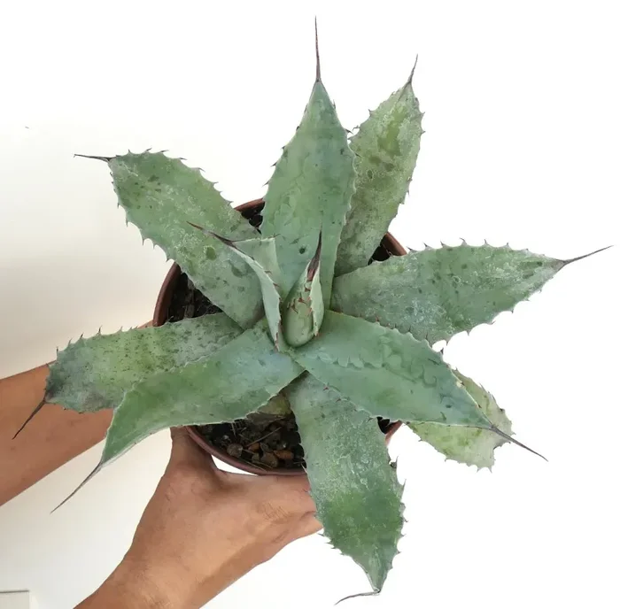 Agave ovatifolia X Agave hurteri GREY LEAVES
