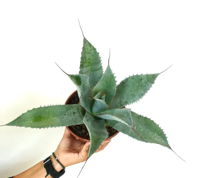 Agave ovatifolia X Agave parrasana X Agave eborispina - immagine 3