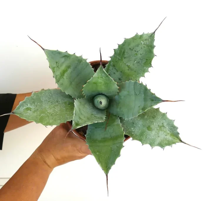 Agave ovatifolia X mitis